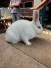 thumbnail_IMG_3648
