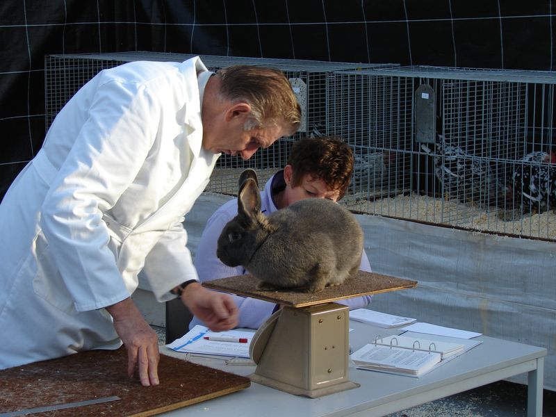 Konijnenkeurmeester 'de Klein'