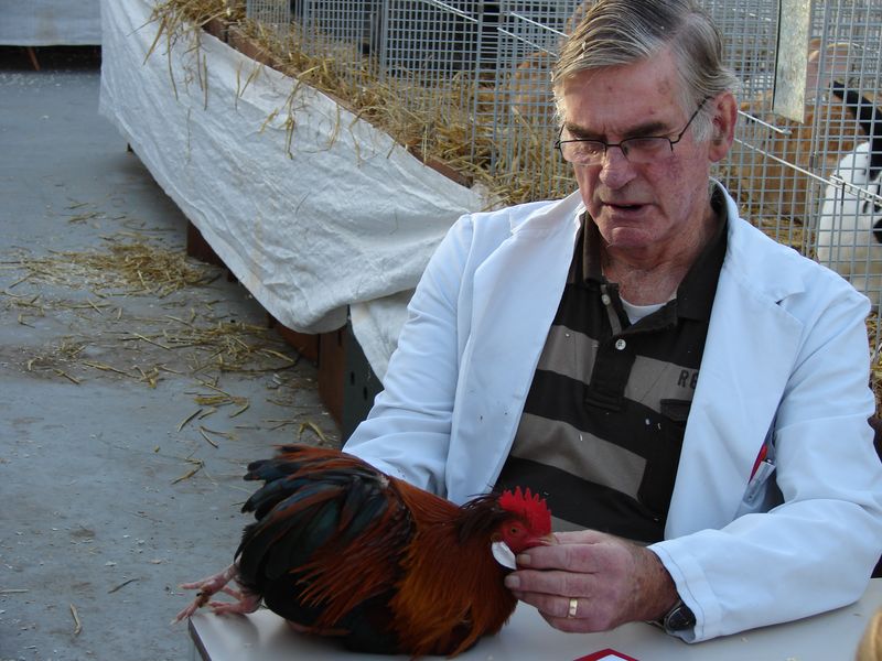 Konijnen kerumeester Nederpelt